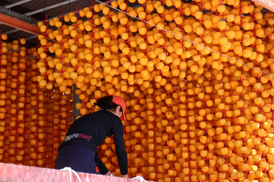 지난 22일 영동군 영동읍 화신리 효자농원에서 깎은 감을 말리기 위해 감타래에 매달고 있다. 사진=영동군 제공.
