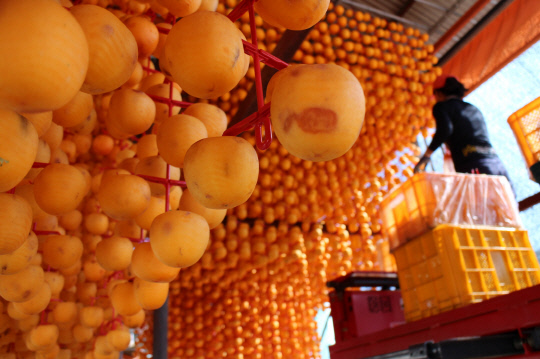 지난 22일 영동군 영동읍 화신리 효자농원에서 깎은 감을 말리기 위해 감타래에 매달고 있다. 사진=영동군 제공.
