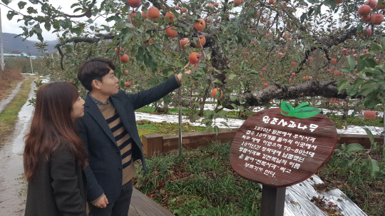 지난 5일 영동군 심천면 단전농장을 찾은 방문객들이 원조 후지 사과나무를 둘러보고 있다. 사진= 영동군 제공.
