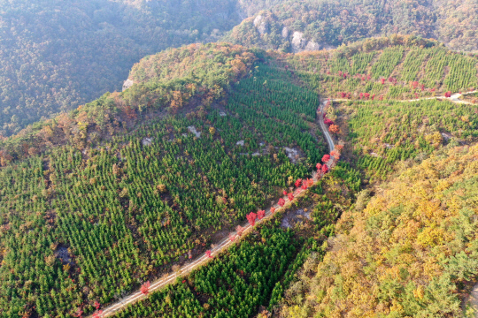 영암국유림관리소 편백나무 조림지. 사진=산림청 제공

