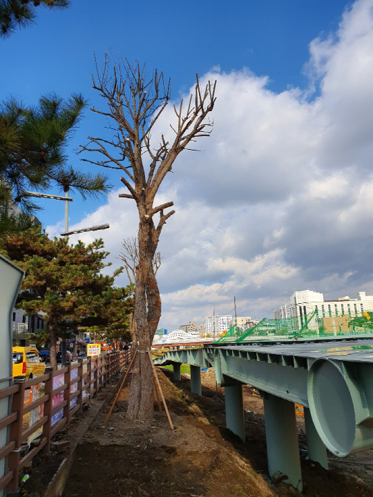 대전시 건설관리본부는 `커플브리지 관광자원화사업` 공사 구간에 `커플나무 5주`를 식재했다. 사진=대전시 제공
