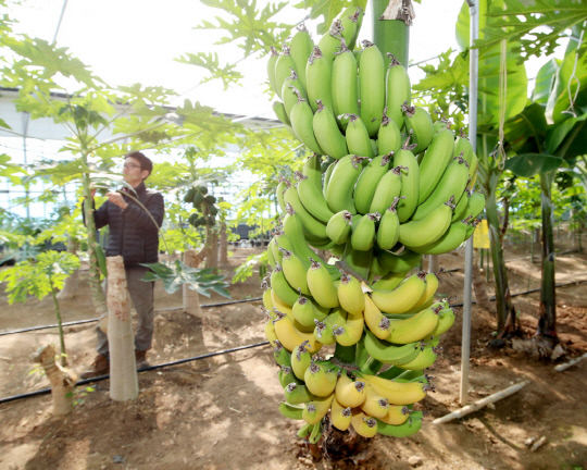 태안군 안면읍 창기리 `오행팜연수원`에서 재배하고 있는 바나나 모습.사진=태안군 제공

