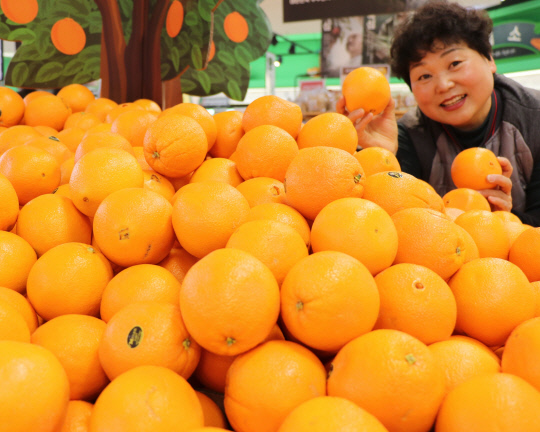 16일 롯데마트 노은점 직원이 풍부한 과즙의 오렌지를 선보이고 있다. 오렌지는 감기 예방과 피로 해소, 피부미용 등에 탁월하고 오렌지 소스로도 활용 가능하다. 다음달 19일까지 미국산 오렌지를 개당 1180원에 판매한다.사진=롯데마트 노은점 제공
