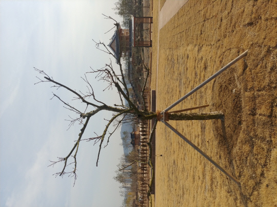 뉴튼의 사과나무의 4대손 나무. 지난해 대전 국립표준과학연구소에서 옮겨왔다. 나무 뒤로 주합루가 보인다. 이용민 기자
