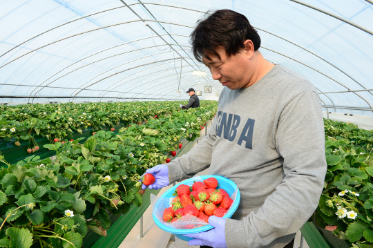 지난 19일 홍성군 금면면의 한 딸기 농가에서 딸기를 수확하고 있다. 사진=홍성군 제공
