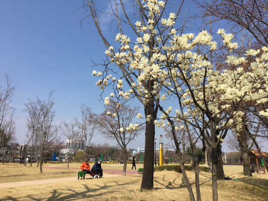 25일 오후 대전 유성구 유림공원엔 목련과 개나리 등 봄꽃을 구경하러 온 봄나들이객들로 붐볐다. 강은선 기자
