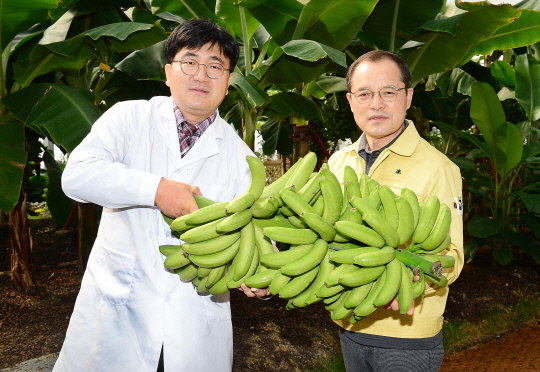 박의광(왼쪽) 연구사와 송용섭 원장이 충북도농업기술원 아열대 스마트온실에서 수확한 바나나를 들어 보이고 있다. 사진=충북도농업기술원 제공
