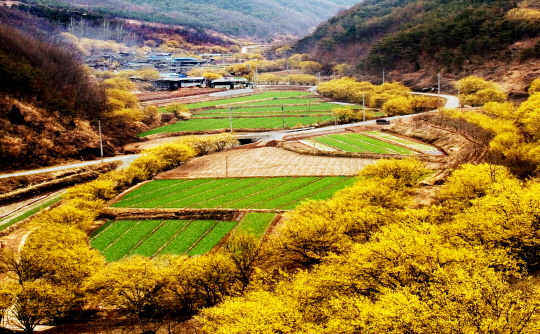 산수유 꽃 피는 마을
경북 의성의 산수유마을 전경. 10만 그루 넘는 나무들이 군락을 이루  고 있어 3월 말이면 절경을 이룬다. 의성군 제공
