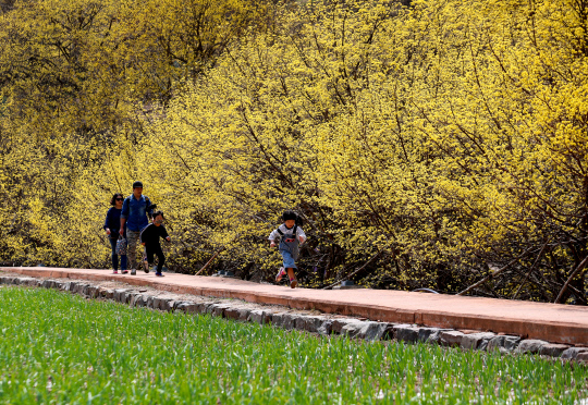 산수유마을
경북 의성의 산수유마을은 봄이면 마을 전체가 노란빛으로 물든다. 의성군 제공
