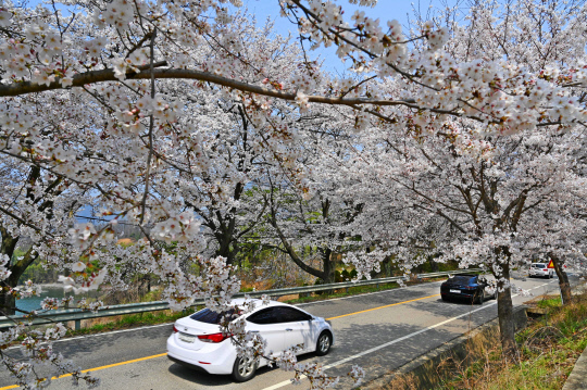 옥천지역에 봄을 알리는 벚꽃이 만개했다. 사진=옥천군 제공
