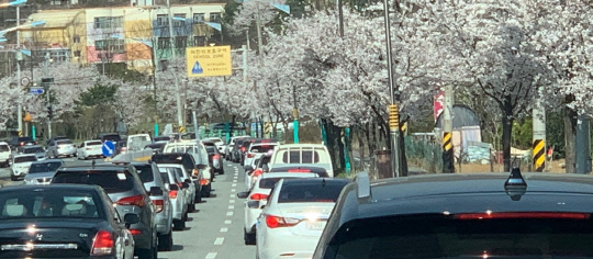 지난 4일 동학사 인근 도로는 봄꽃놀이를 즐기로 나온 차량들로 정체됐으나 바로 옆 인도는 사람 한명 없는 모습을 보였다. 사진=임용우 기자
