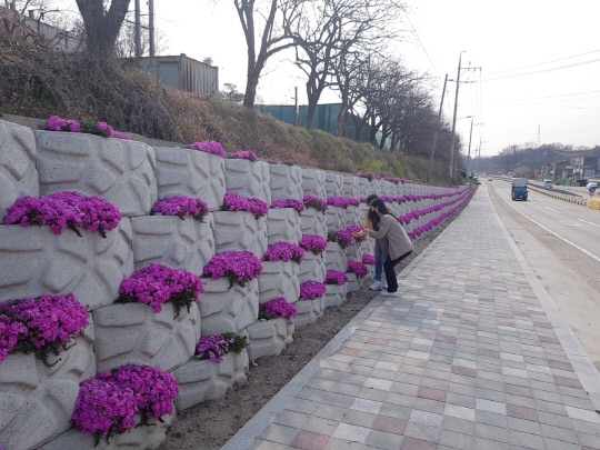 옥천 군북면 이백리 국도변 보강토옹벽사이에 꽃 계단으로 새 단장했다. 사진=옥천군 제공
