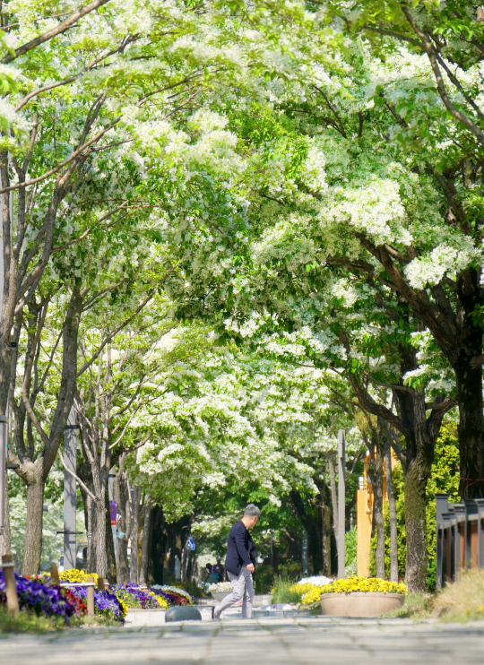 6일 오전 대전 유성구 봉명동 족욕장 일대에 심어진 이팝나무 꽃이 봄눈 내린 듯 활짝 피어 장관을 연출하고 있다. 윤종운 기자
