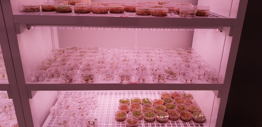 한약자원연구센터 정밀배양실 내 하수오 영양체 증식 모습. 사진=한국한의학연구원 제공
