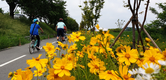 코로나19 확산 방지를 위해 `생활 속 거리두기`가 시행되는 가운데 5월 마지막 주말, 금계화가 활짝 핀 청주 무심천 건강도로에서 시민들이 자전거를 타고 있다. 사진=김진로 기자
