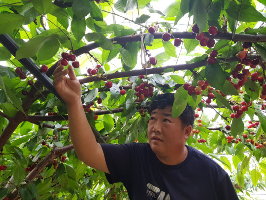 지난 3일 영동군 심천면 초강리의 시설하우스에서 김진근(52) 씨가 체리를 수확하고 있다. 사진=영동군 제공.
