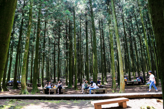 절물자연휴양림 삼림욕
절물자연휴양림을 찾은 관광객과 도민들이 울창한 삼나무 그늘 아래서 삼림욕을 즐기고 있다.  [사진=한신협·제주신보]
