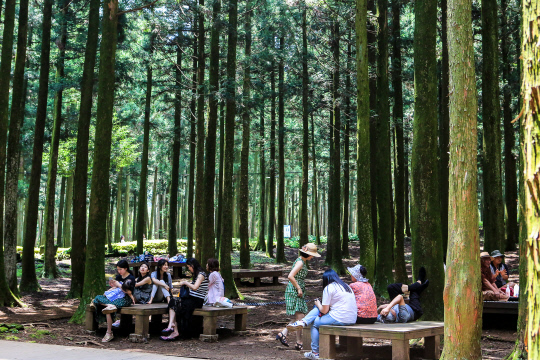 절물자연휴양림 삼림욕
절물자연휴양림을 찾은 관광객과 도민들이 울창한 삼나무 그늘 아래서 삼림욕을 즐기고 있다.  [사진=한신협·제주신보]
