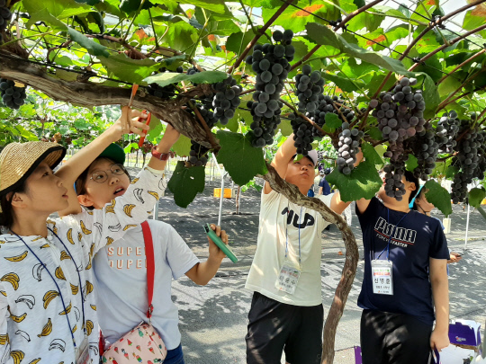 지난해 영동 과일나라테마공원에서 진행하는 과일나무 분양 프로그램에 참여한 군민들이 포도를 수확하고 있는 모습. 사진=영동군 제공.
