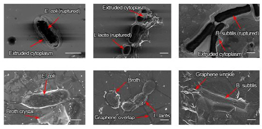 일반 전자현미경 기술을 이용하여 관찰한 죽은 세포(위) 와 그래핀 액상 셀을 이용하여 관찰한 살아있는 세포(아래)의 주사전자현미경 이미지. 자료=KAIST 제공
