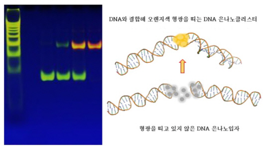 두 개의 머리핀 구조의 DNA가 마주 보는 결합 구조를 형성할 때 은나노클러스터센서가 오렌지색 형광을 띤다. 사진 왼쪽은 DNA와 결합해 오렌지색 형광을 띠는 은나노클러스터센서. 사진=원자력연구원 제공
