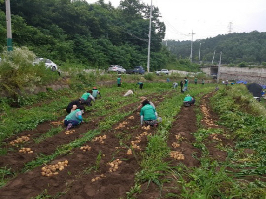 새마을운동 계룡시지회(지회장 황근택) 70여명이 지난 3일 어려운 이웃을 돕기 위해 감자를 수확하고 있다. 사진=계룡시새마을지회 제공
