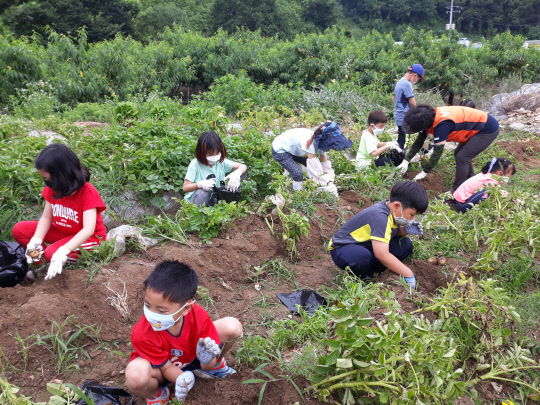옥천안내초등학교 학생들이 감자수확체험을 실시하고있다. 사진=옥천교육지원청 제공
