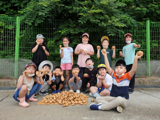 음성 부윤초등학교(교장 배광일) 1-2학년 학생들은 8일 선생님과 함께 학교 텃밭에서 감자를 수확했다.  사진=부윤초 제공
