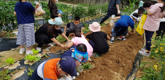 음성 부윤초등학교(교장 배광일) 1-2학년 학생들은 8일 선생님과 함께 학교 텃밭에서 감자를 수확했다.  사진=부윤초 제공
