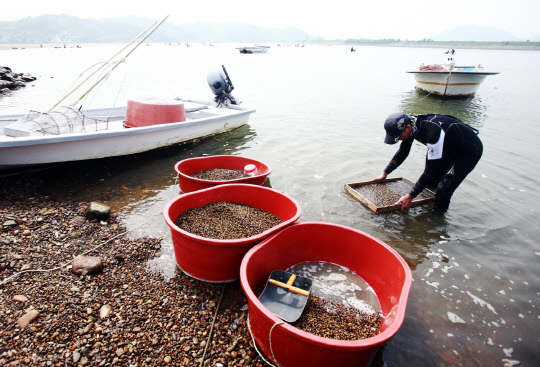 어업인들이 거랭이를 이용해 바닥에 서식하는 재첩을 긁는 전통 손틀방류어업으로 재첩을 채취하고 있다. 사진=한신협·경남신문