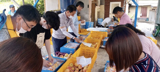 괴산군 감물면 직원 15명은 지난 18일 일손 부족으로 어려움을 겪고 있는 권오현 농가에서 복숭아 선별, 박스 포장을 도우며 구슬땀을 흘렸다.    사진=괴산군 제공
