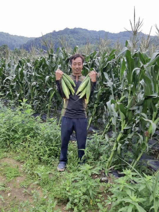 사진은 사리면에서 `황금맛찰옥수수`를 재배하는 김모 농민이 황금맛찰옥수수를 수확해 들고 있는 모습      사진=괴산군 제공
