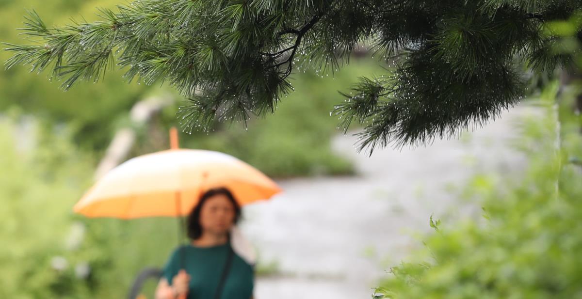 절기중 가장 덥다는 대서인 22일 더위를 식혀주는 비가 내렸다. 대전시 유성구에서 한 시민이 우산을 쓰고 지나가고 있다. 신호철 기자
