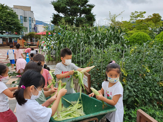 옥천삼양유치원 유아들이 텃밭에서 봄부터 가꾼 옥수수를 수확하고 있다. 사진=옥천교귝지원청 제공

