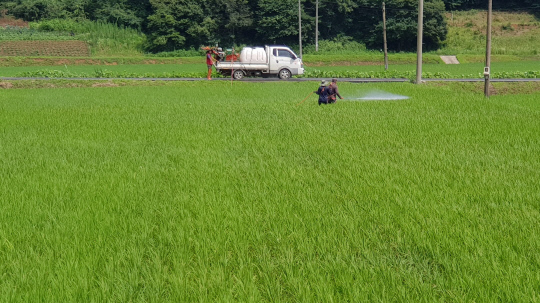 서천군의 한 농가가 논 방제를 하고 있다. 사진=서천군 제공
