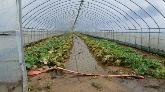 30일 농협 증평군지부가 폭우피해를 농가를 찾아 피해 상황을 점검하고 있다. 사진=폭우에 잠긴 베론 비닐하우스. 사진=농협 증평군지부 제공
