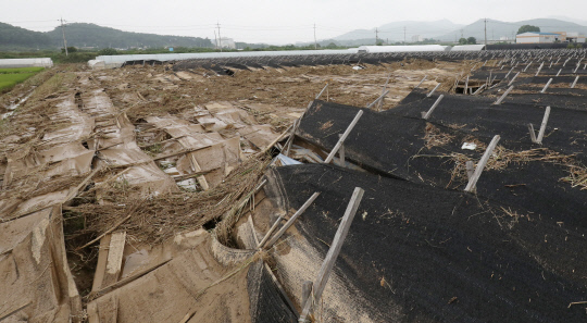 4일 오후 충남 천안시 수신면 인삼밭 시설물이 전날 내린 폭우로 침수피해를 입어 쓰러져 있다. 신호철 기자

