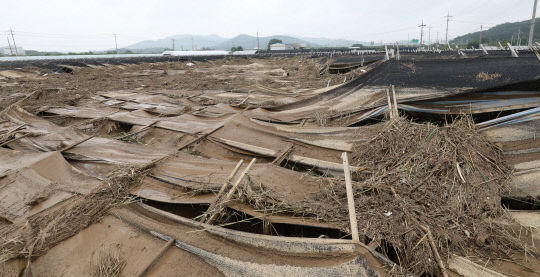 4일 오후 충남 천안시 수신면 인삼밭 시설물이 전날 내린 폭우로 침수피해를 입어 쓰러져 있다. 신호철 기자
