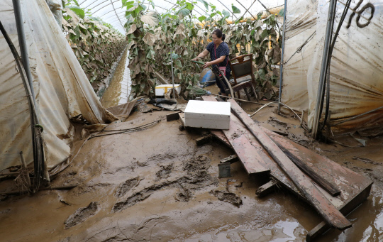 4일 충남 천안시 수신면 장산리 비닐하우스에서 주인 김미영씨가 전날 내린 폭우로 침수피해를 입은 오이를 살펴보고 있다. 신호철 기자
