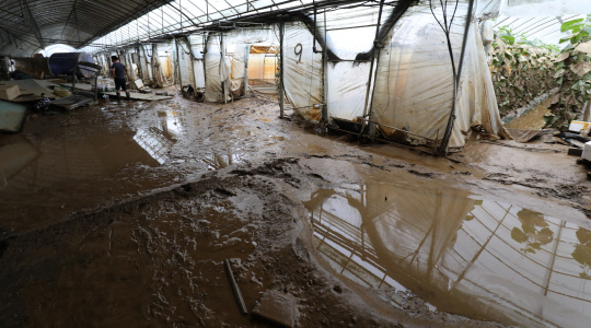 4일 충남 천안시 수신면 장산리 비닐하우스에서 농민이 전날 내린 폭우로 침수피해를 입은 하우스를 살펴보고 있다. 신호철 기자
