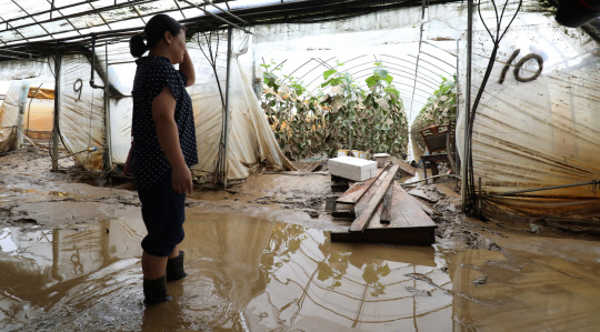 4일 충남 천안시 수신면 장산리 비닐하우스에서 주인 김미영씨가 전날 내린 폭우로 침수피해를 입은 오이를 살펴보고 있다. 신호철 기자
