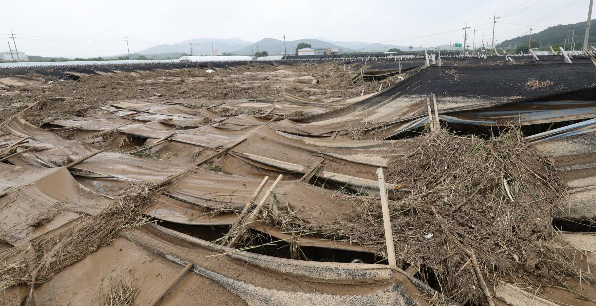 폭우로 물에잠긴 인삼밭
4일 오후 충남 천안시 수신면 인삼밭 시설물이 전날 내린 폭우로 침수피해를 입어 쓰러져 있다. 신호철 기자