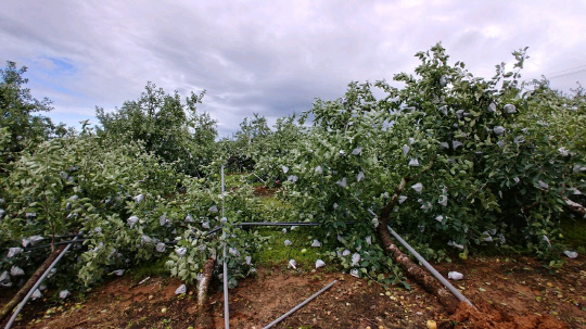 예산군 용동1리 표세형 과수농가가 사과나무 350주가 송두리채 넘어가는 큰 피해를 입어 올 수확은 아예 손을 놓고 있는 실정이다.사진=예산군 제공
