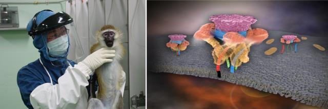 바이오메티컬 연구에 사용되는 원숭이. 사진=IBS 제공