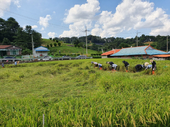 옥천교육지원청 직원들이 지역태풍피해 농가를 찾아 자원봉사활동을 펼치고 있다. 사진=옥천교육지원청 제공
