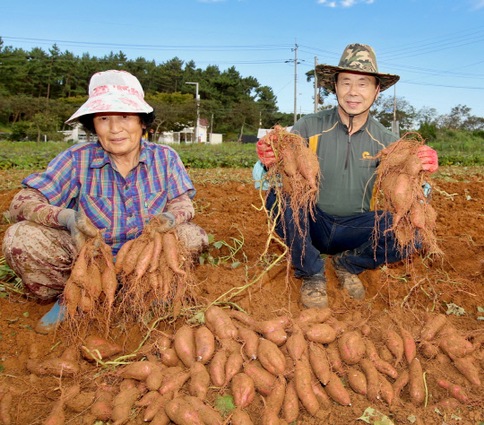 사진은 안면읍 승언리 일대 약 4만㎡에서 18년째 호박고구마를 재배하고 있는 이용복 씨가 고구마를 수확하는 모습.사진=태안군 제공
