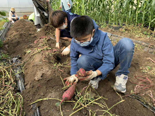음성 맹동초등학교는 21일 등교 수업하는 5-6학년 7명의 학생들이 교내 텃밭의 고구마를 수확하면서 생태감수성을 기르는 체험학습을 실시했다.       사진=맹동초 제공
