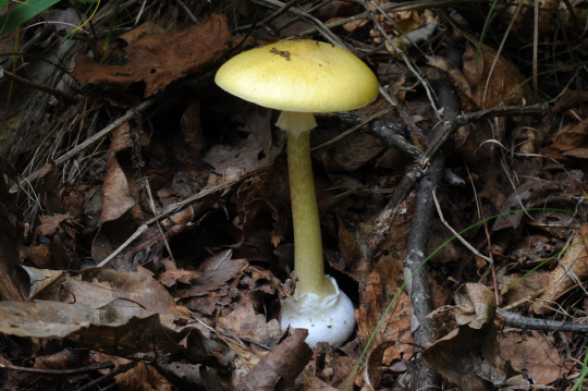 독버섯의 한 종류인 개나리광대버섯. 사진=국립산림과학원 제공
