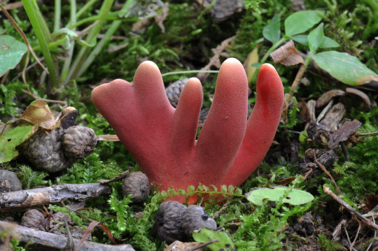 독버섯의 한 종류인 붉은사슴뿔버섯. 사진=국립산림과학원 제공
