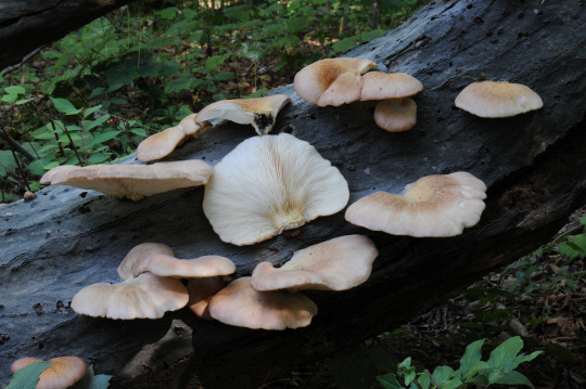독버섯의 한 종류인 화경(솔밭)버섯. 사진=국립산림과학원 제공
